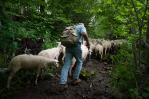 troupeau de moutons sur un chemin de forêt lors de la transhumance entre dans le cantal